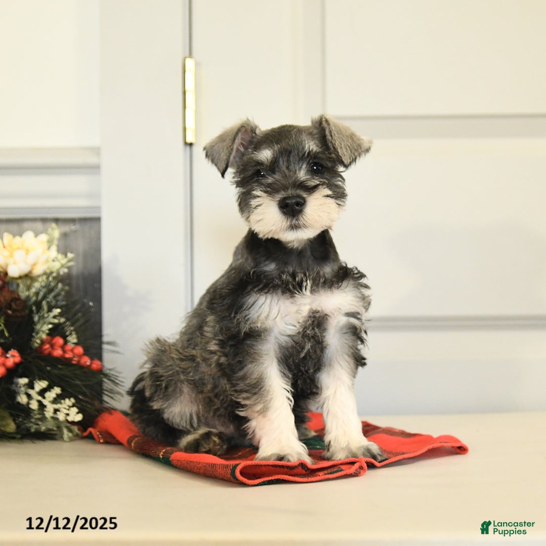 Miniature Schnauzer dogs for sale: Jolly - Ad 2