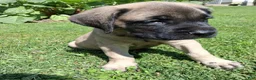 English Mastiff dogs for sale: Hank - Ad 4
