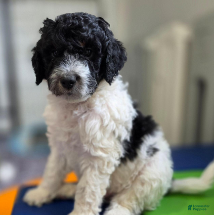 Bernedoodle dogs Oreo - Ad 1