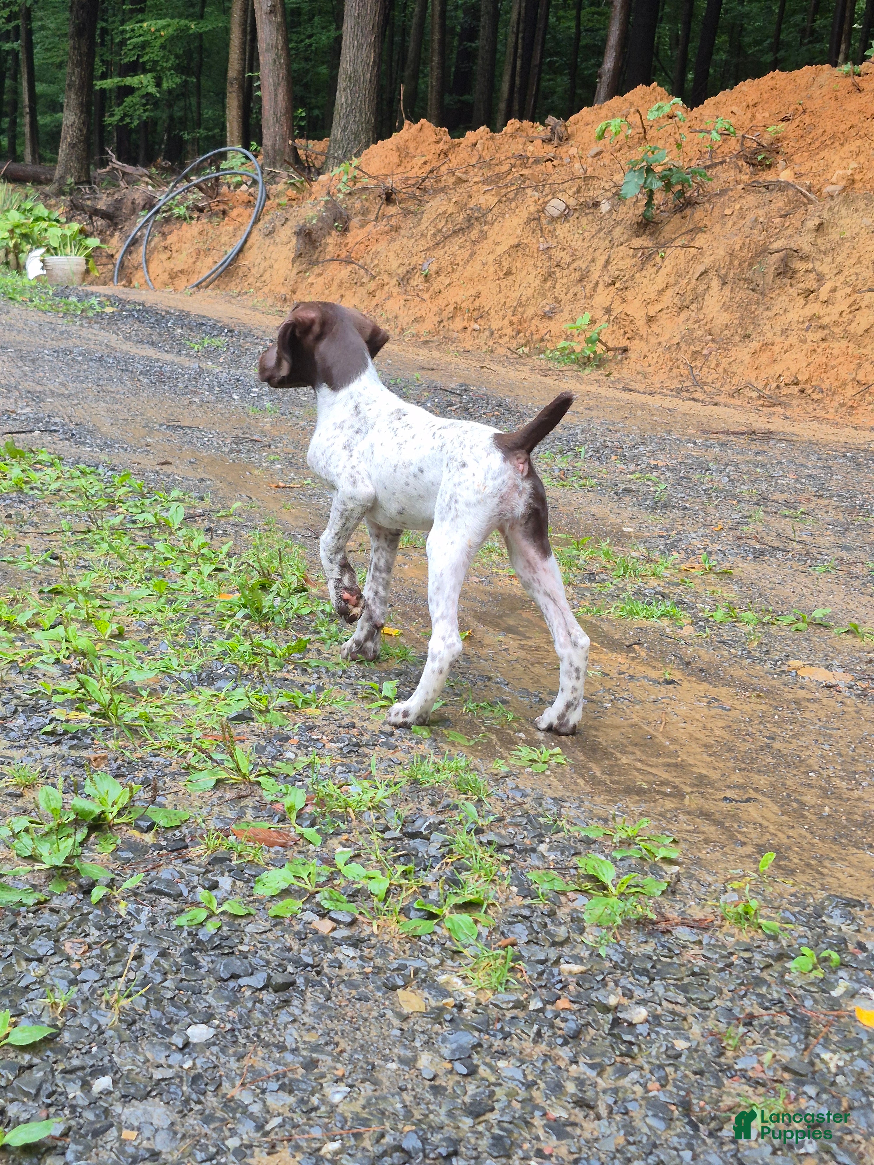 German Shorthaired Pointer dogs Fern - Ad 1