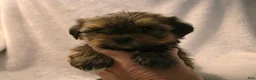 Shorkie dogs for sale: Becca - Ad 5