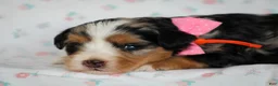 Mini Bernedoodle dogs for sale: Zinni - Ad 1