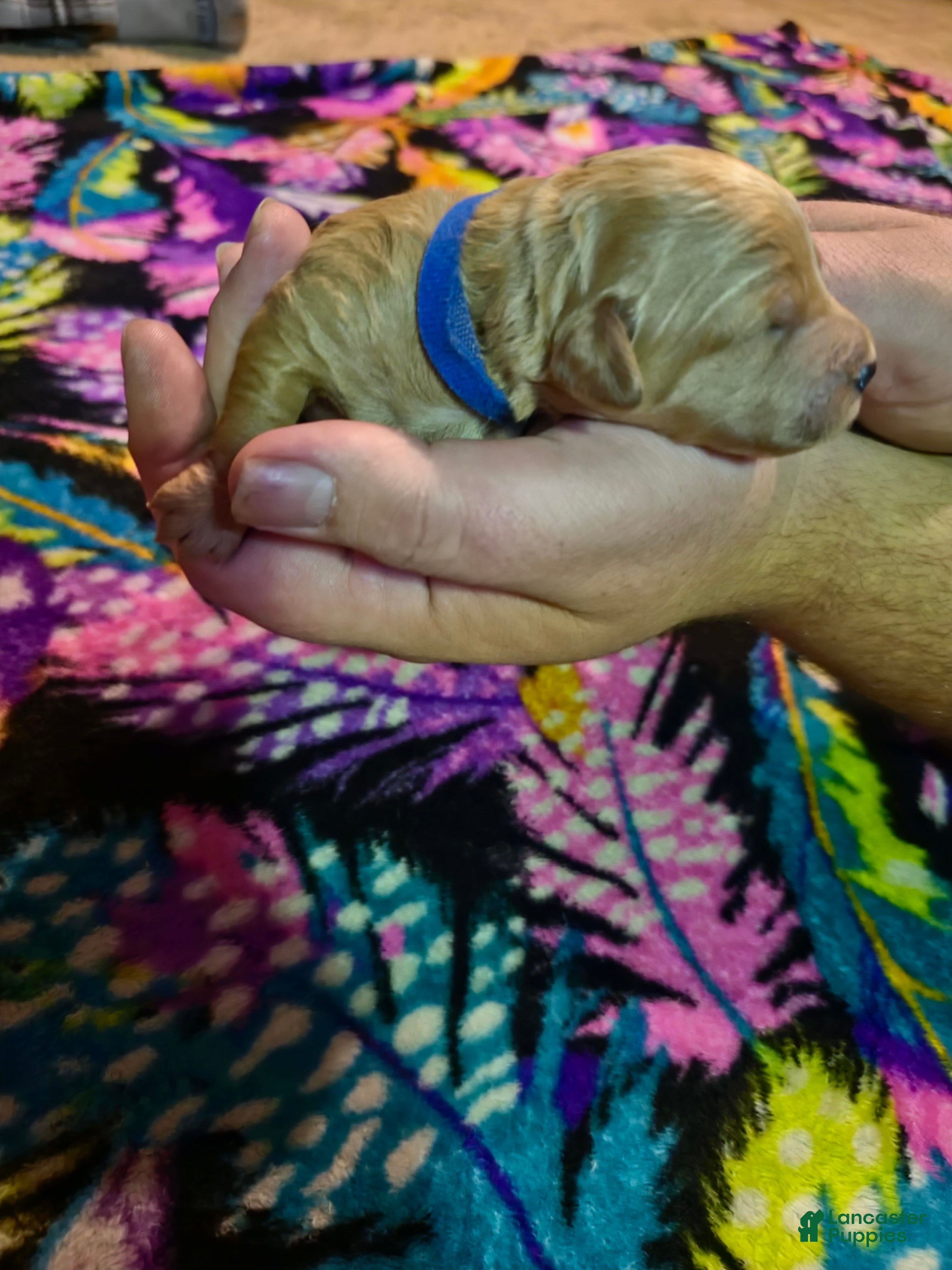 Mini Goldendoodle dogs Rocco  - Ad 1