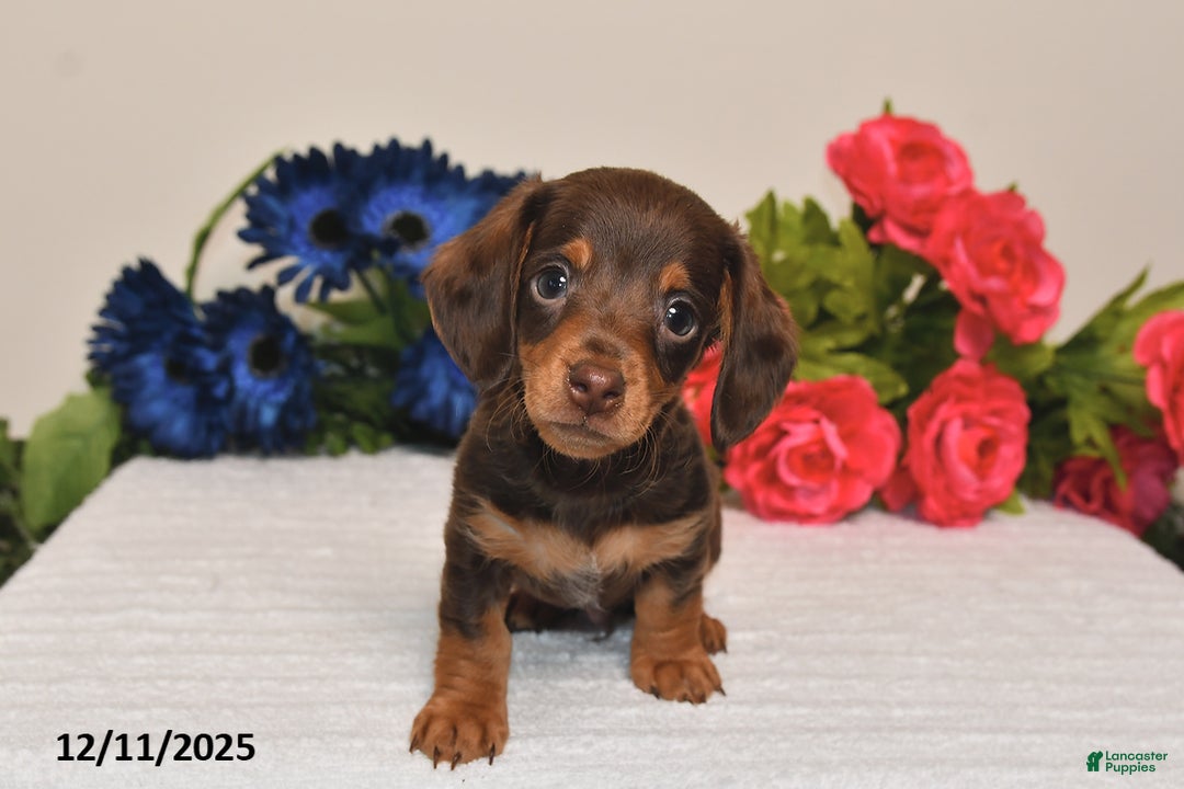 Miniature Dachshund dogs for sale: Ollie - Ad 5