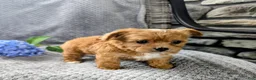 Chipoo dogs for sale: Benji - Ad 7