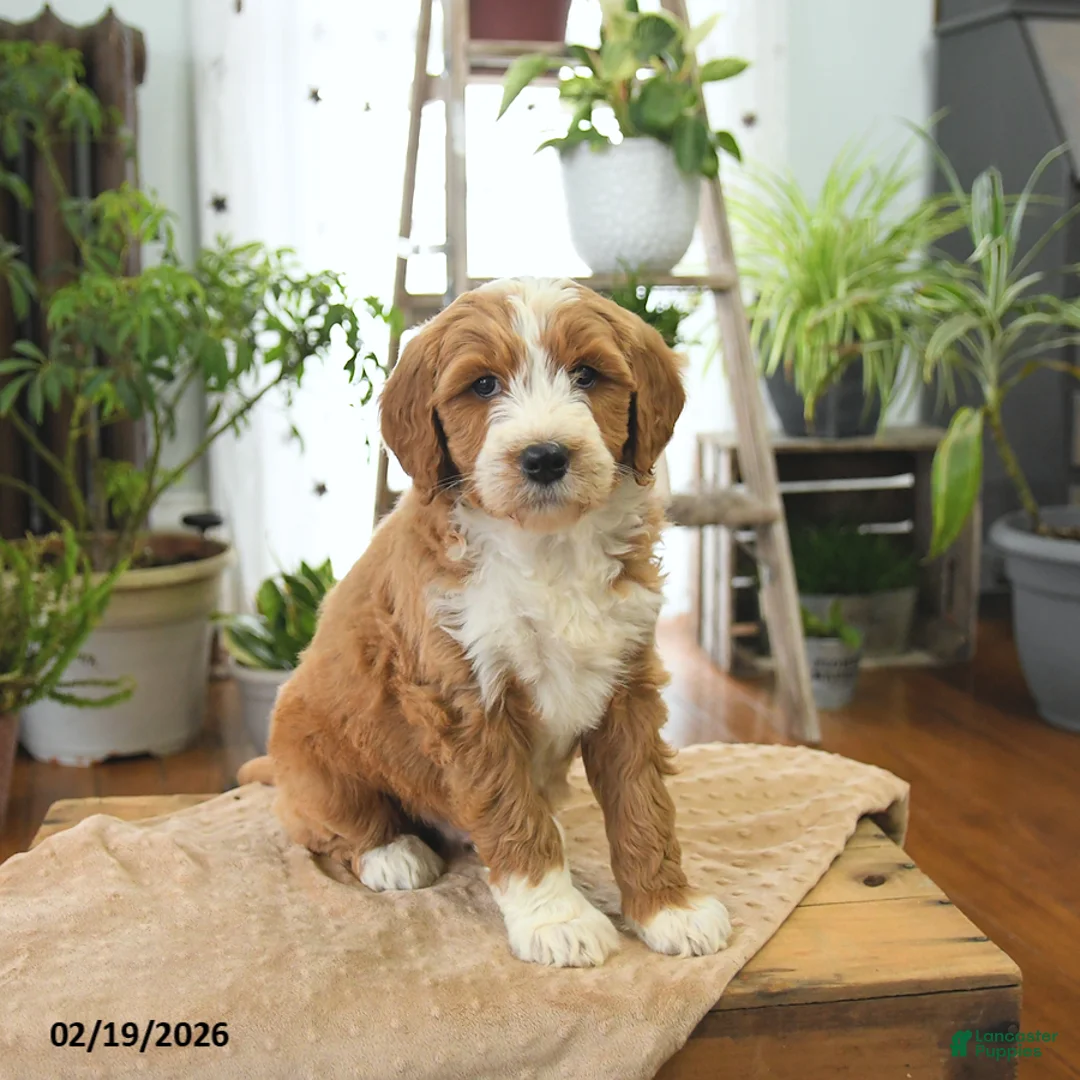 Bernedoodle dogs for sale: Lenny - Ad 1