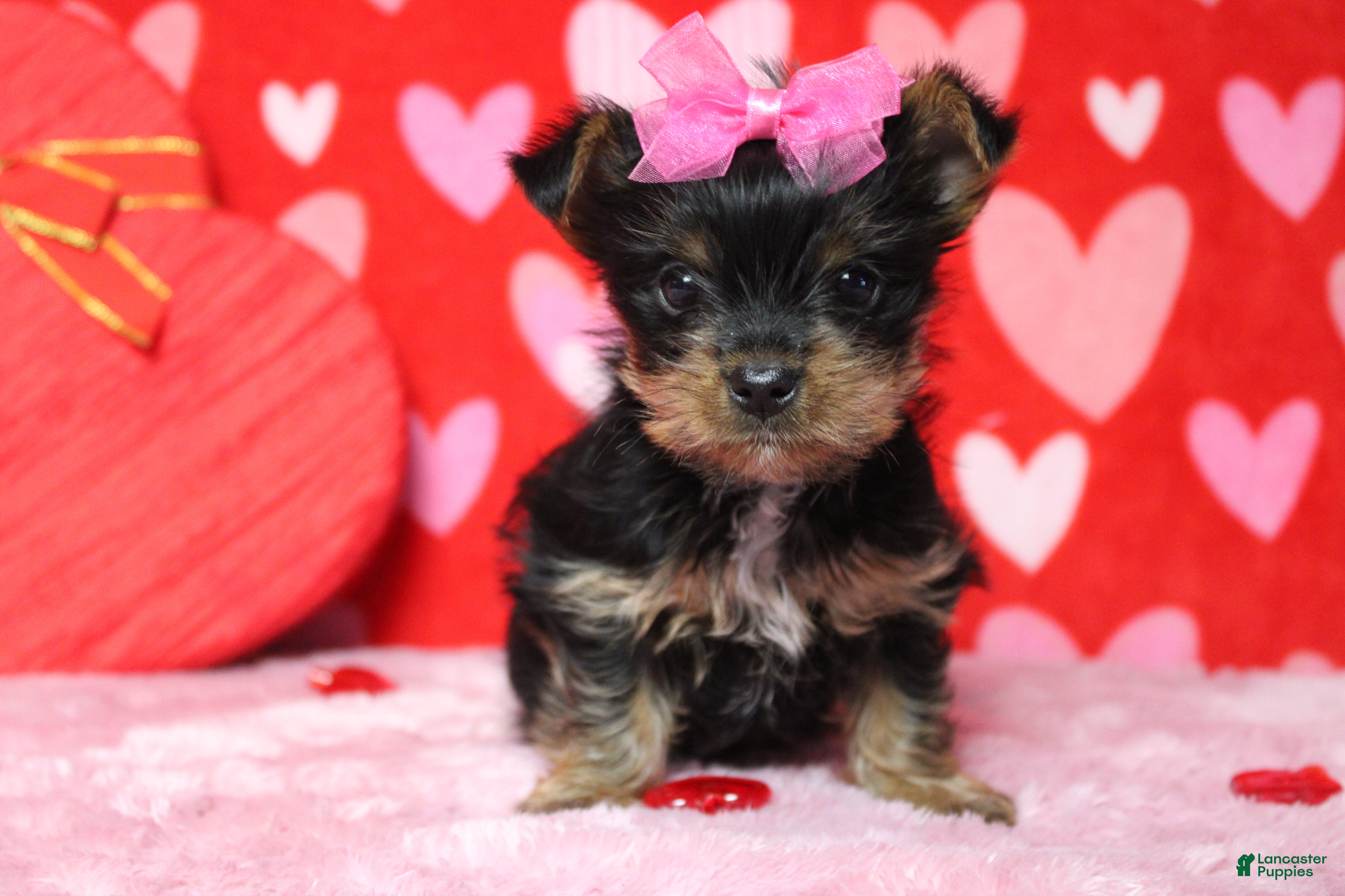 Yorkshire Terrier dogs Juliana - Ad 8