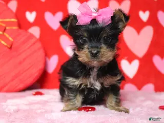 Yorkshire Terrier dogs Juliana - Ad 8