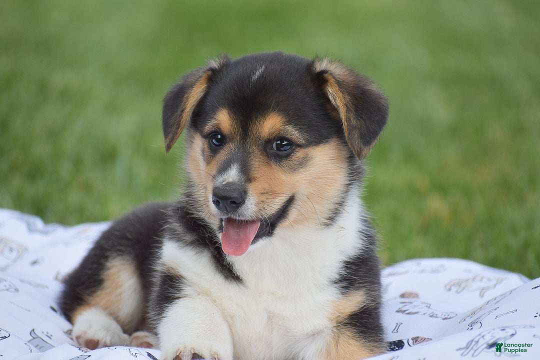 Welsh Corgi Pembroke dogs for sale: Roman - Ad 3