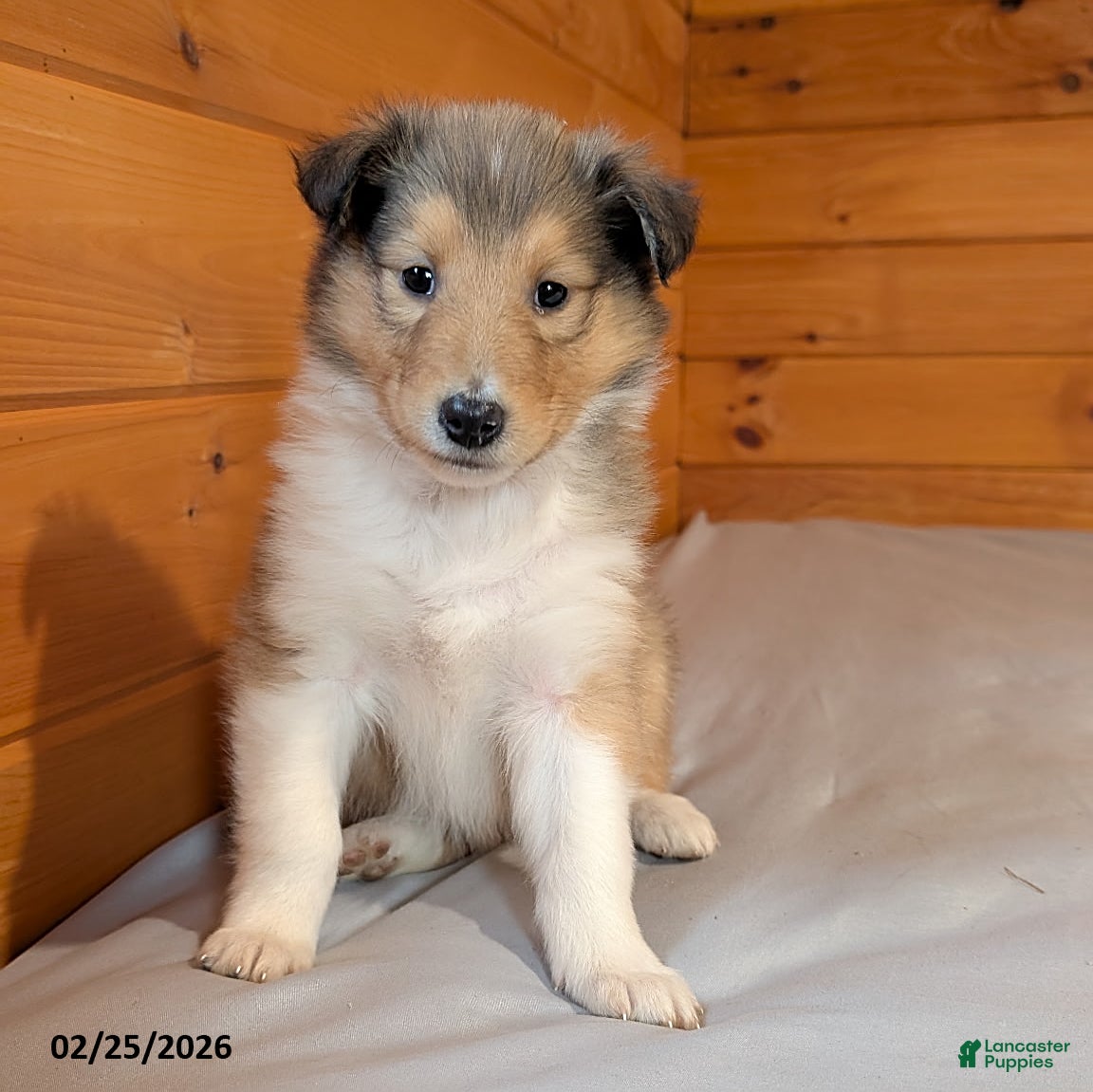 Collie dogs Twila - Ad 1