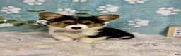 Welsh Corgi Pembroke dogs for sale: Benny - Ad 3