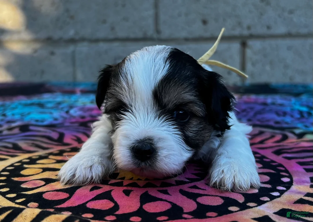 Yorkiepoo dogs for sale: Charlie  - Ad 1