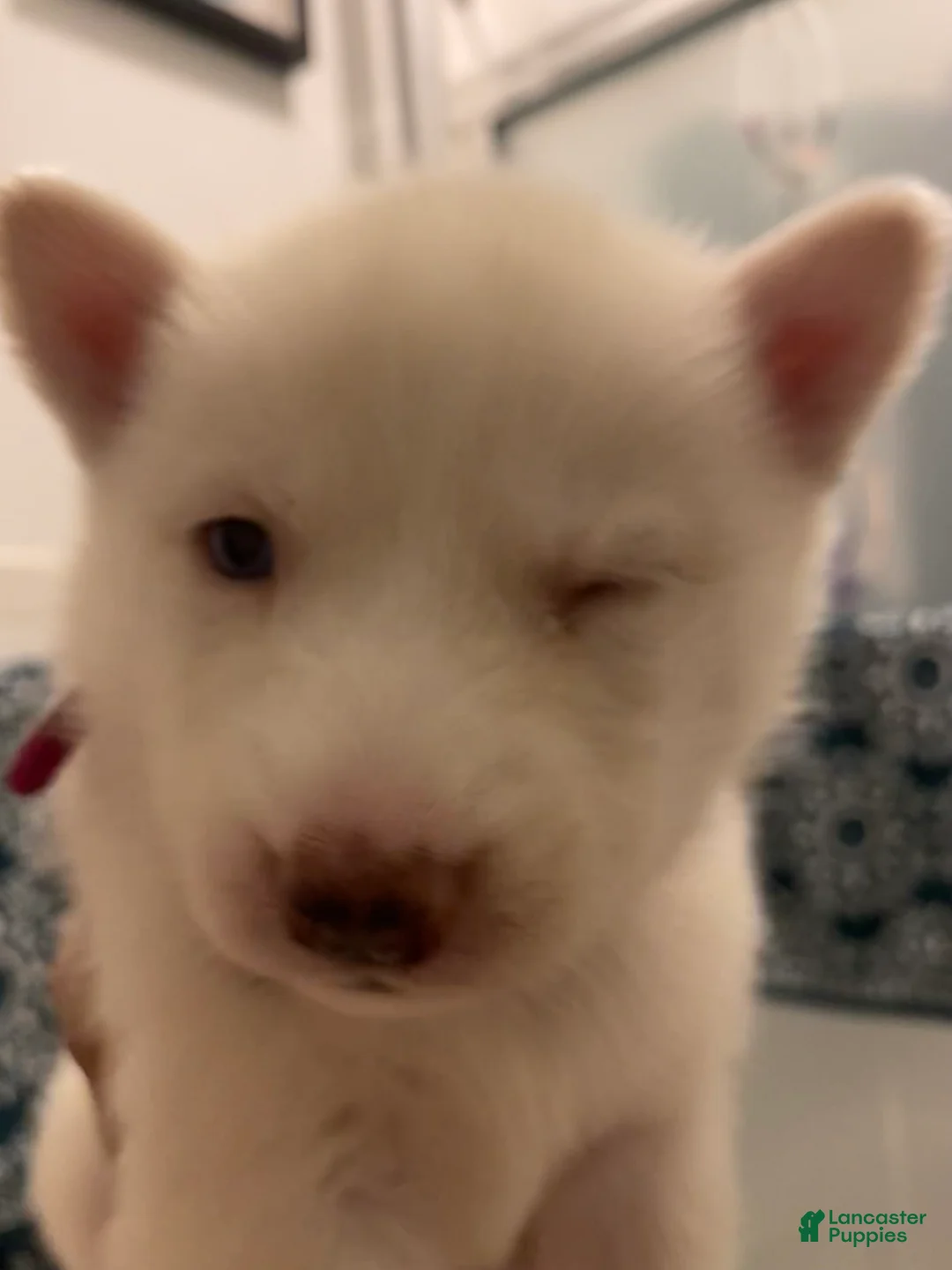 Siberian Husky dogs for sale: Pearl - Ad 4