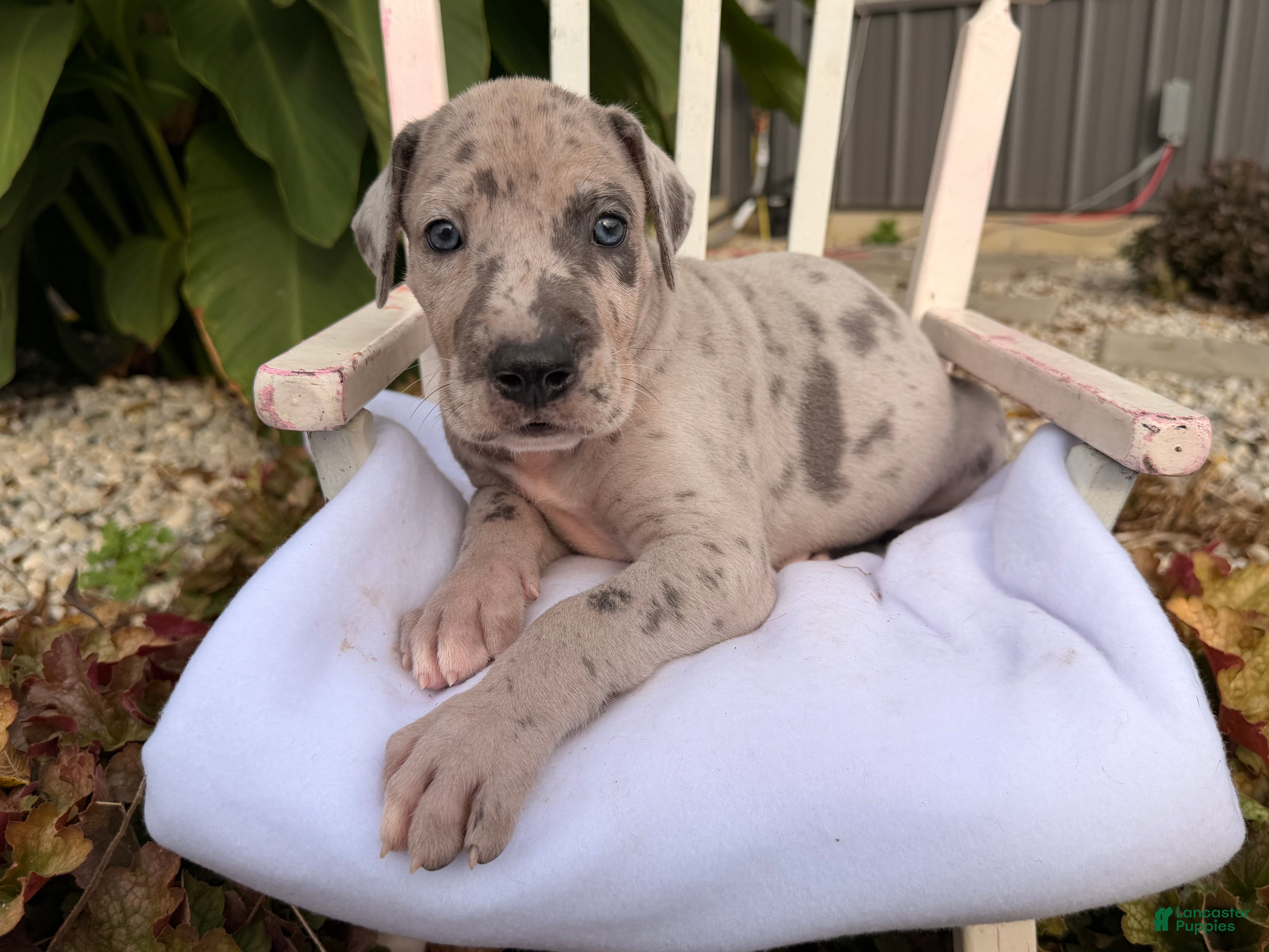 Great Dane dogs Onyx - Ad 1