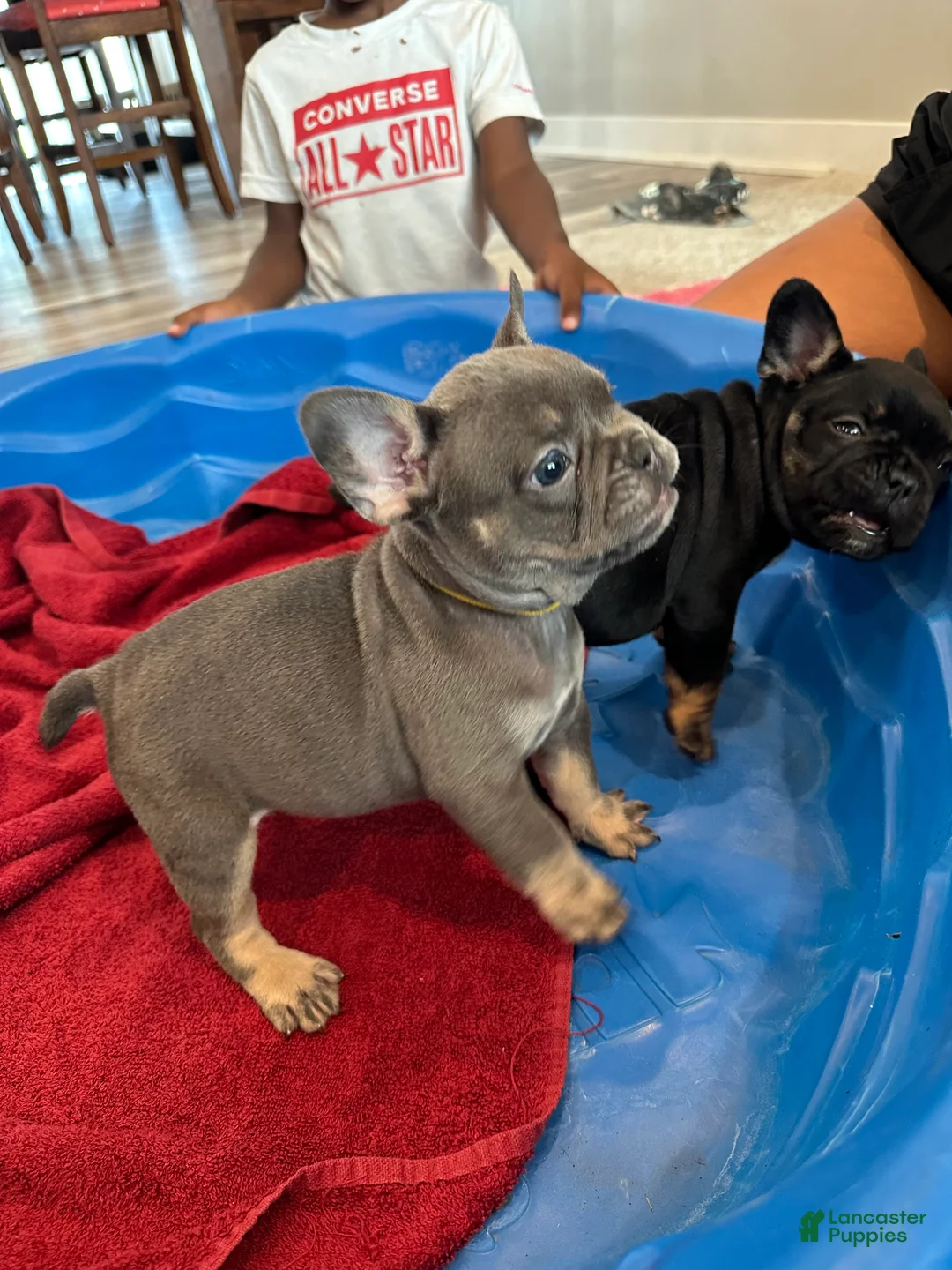 French Bulldog dogs for sale: Beauty - Ad 2