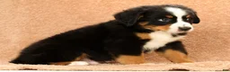 Bernese Mountain Dog dogs for sale: Zack - Ad 9