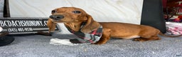 Miniature Dachshund dogs for sale: AKC am red ch - Ad 3