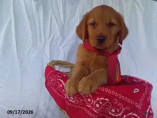 Golden Retriever dogs Cortland - Ad 24