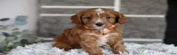 Cavapoo dogs for sale: Prince - Ad 10