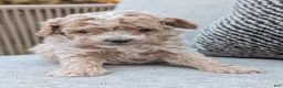 Bichpoo dogs for sale: Titan - Ad 5