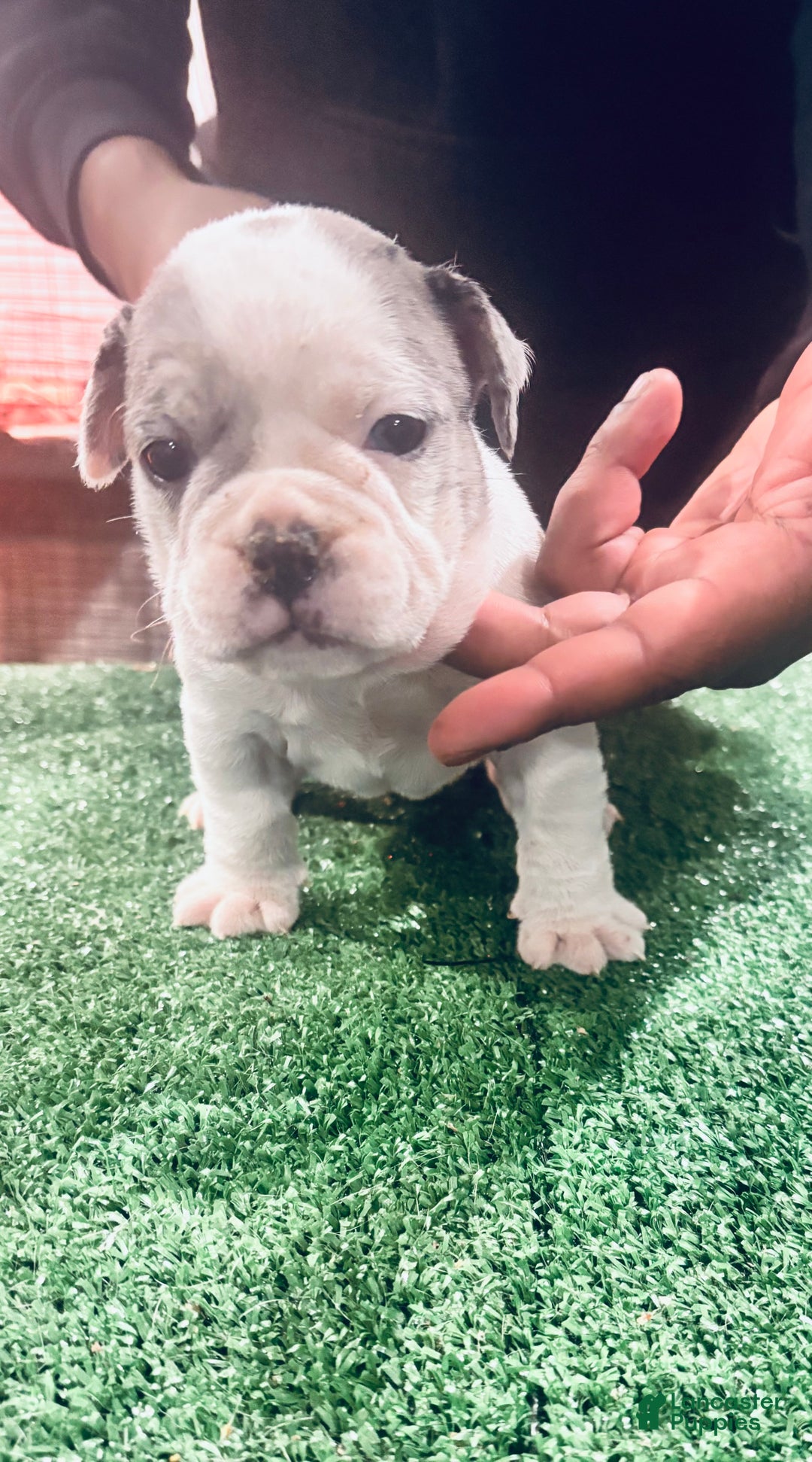 American Bully dogs for sale: American Bully Puppy 6 - Ad 18