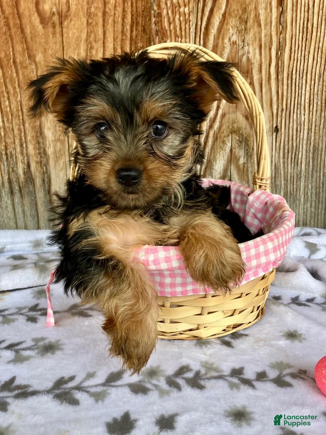 Yorkshire Terrier dogs for sale: Stella - Ad 8