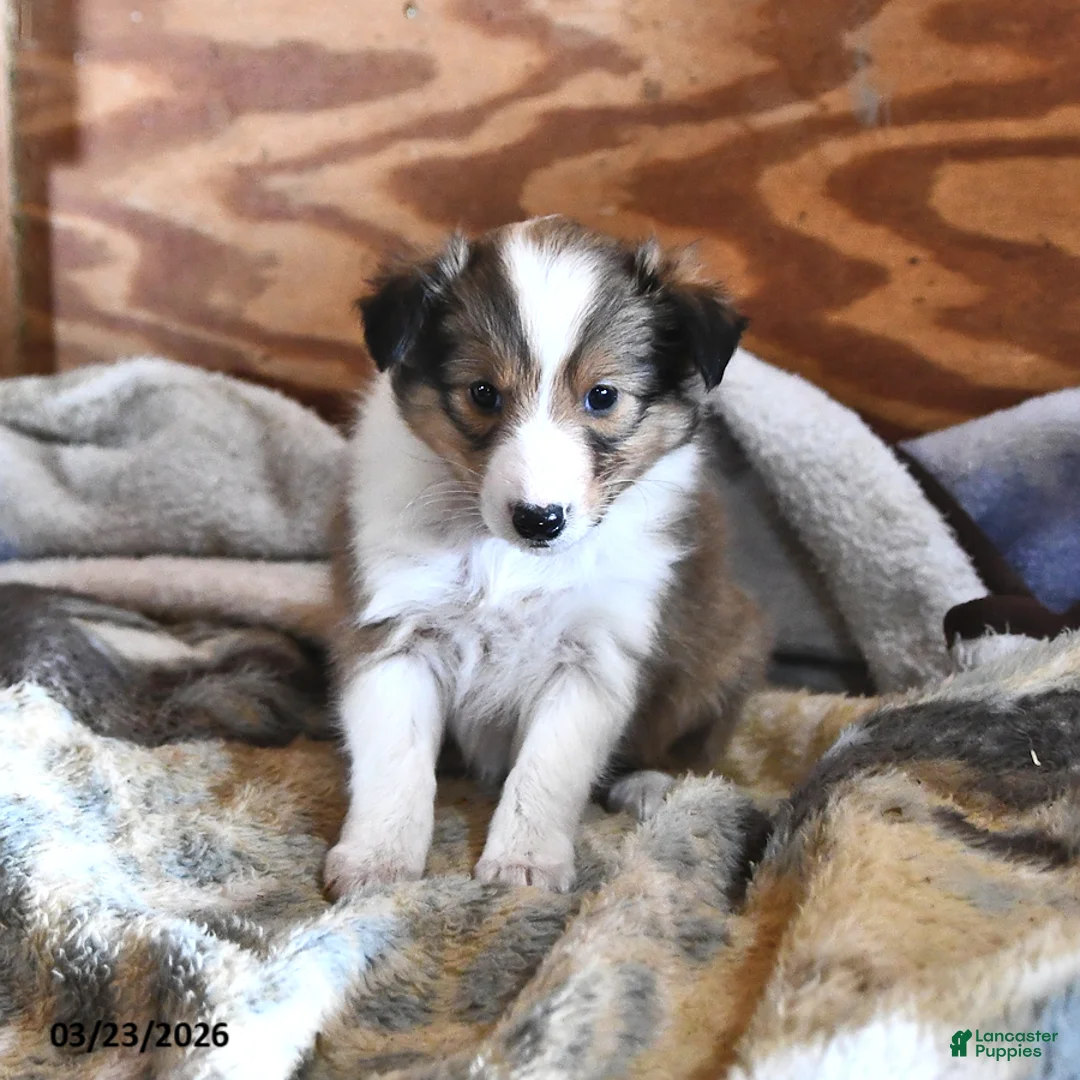Shetland Sheepdog dogs for sale: Skye - Ad 1