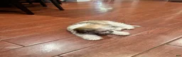 Cavachon dogs for sale: Cavachon 1 - Ad 2