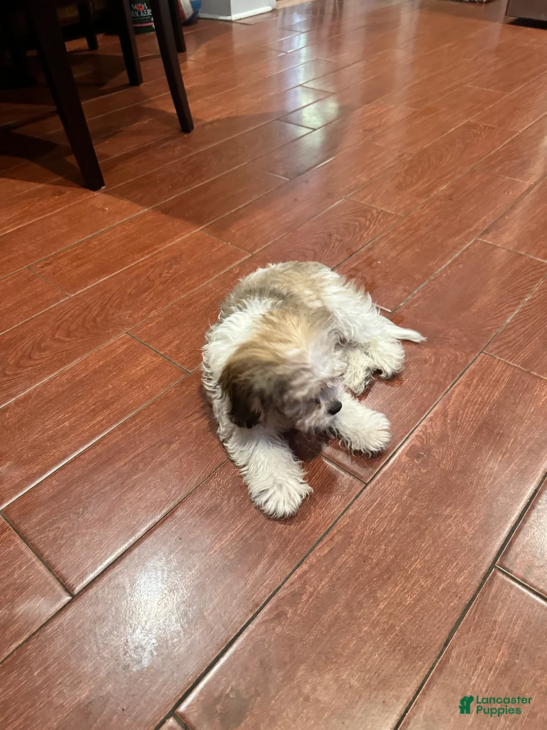 Cavachon dogs for sale: Cavachon 1 - Ad 2