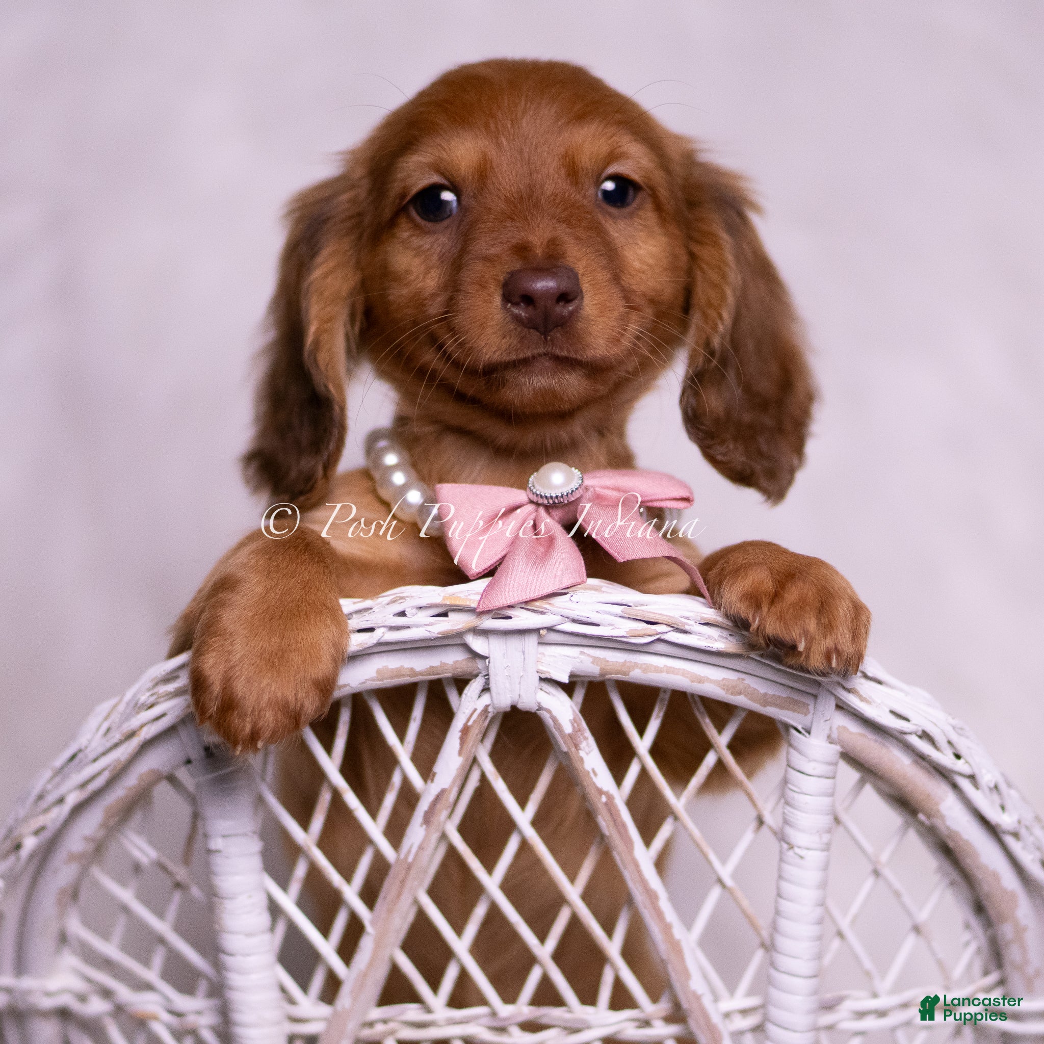 Miniature Dachshund dogs Vangie - Ad 1