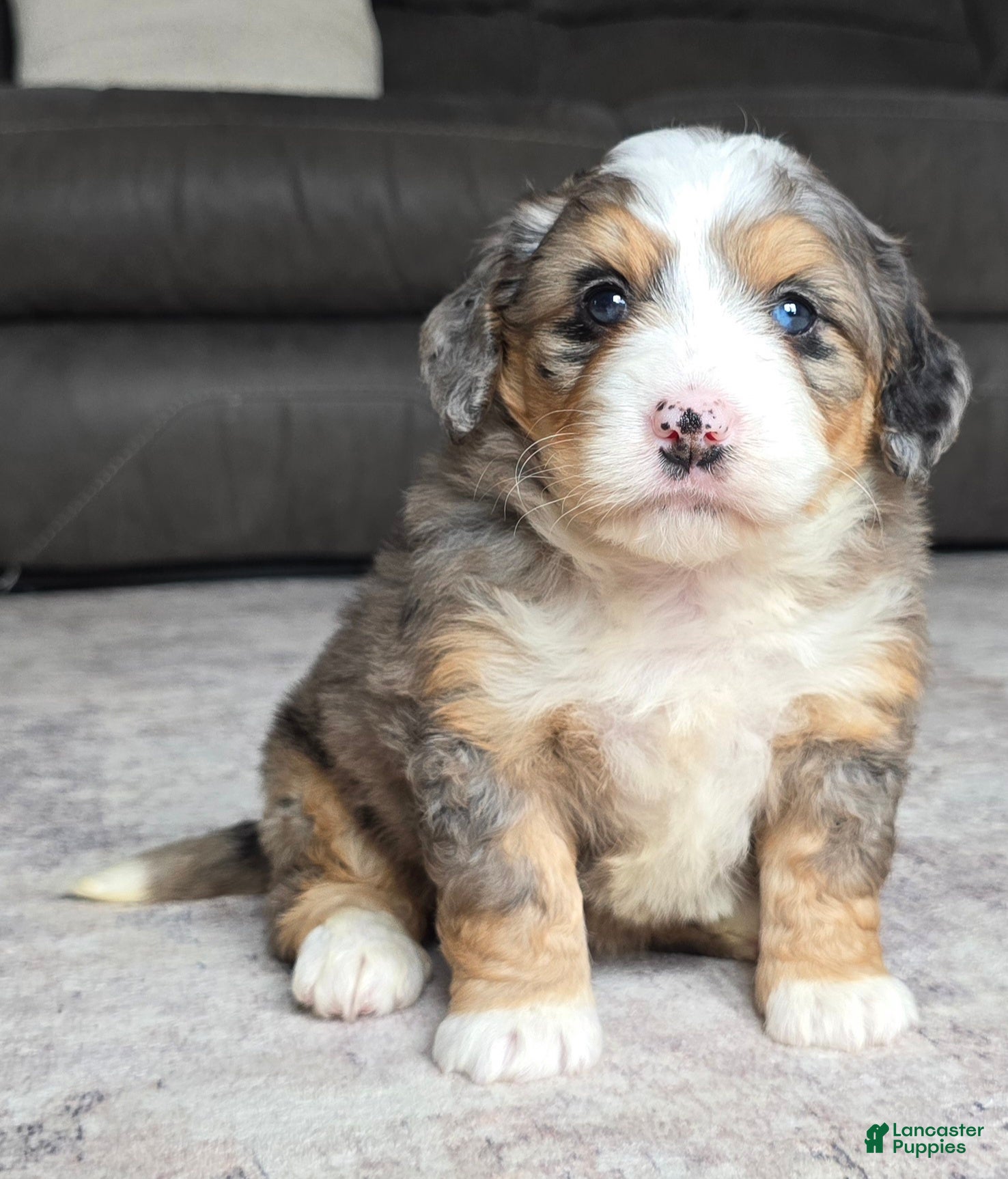 Mini Bernedoodle dogs Mini Ellie - Ad 1