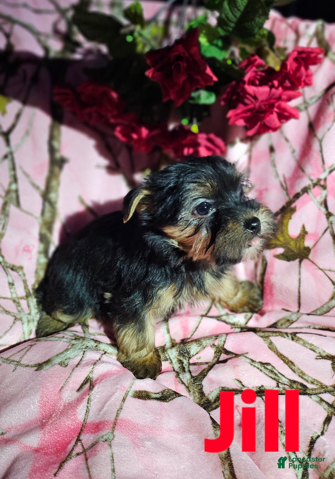 Morkie dogs for sale: Jill - Ad 7
