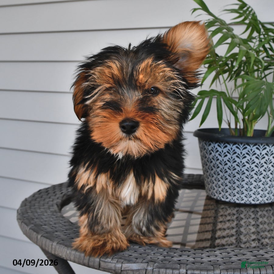 Yorkshire Terrier dogs Quinn - Ad 1