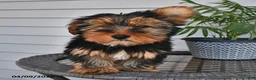 Yorkshire Terrier dogs for sale: Quinn - Ad 1