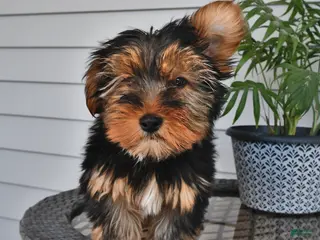 Yorkshire Terrier dogs for sale: Quinn - Ad 1