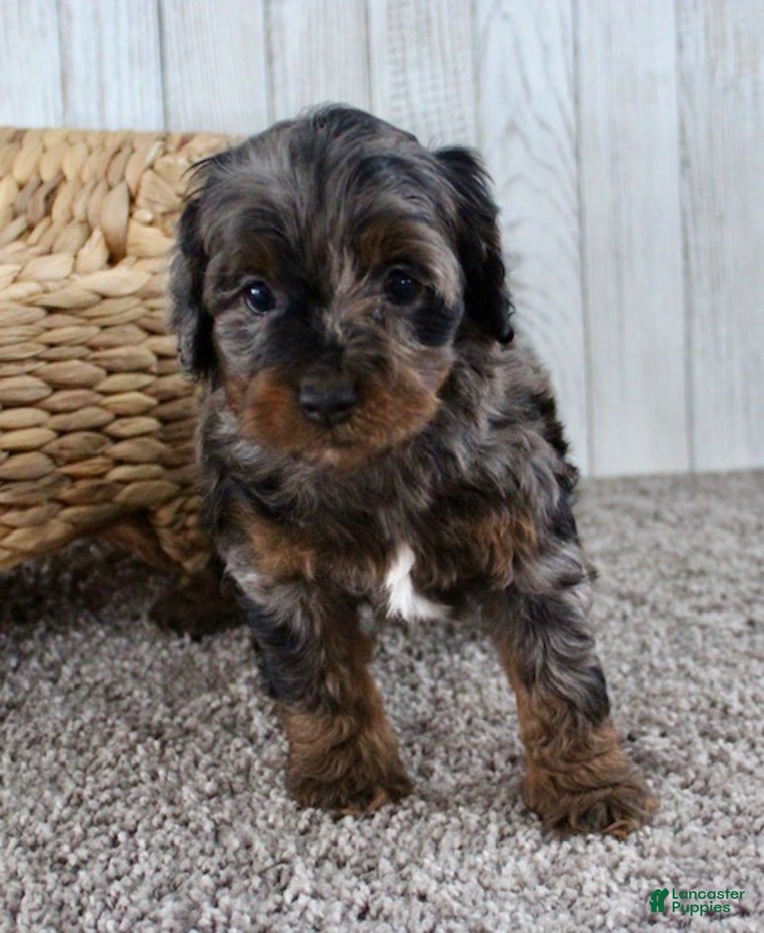 Cockapoo dogs for sale: Cookie - Ad 5
