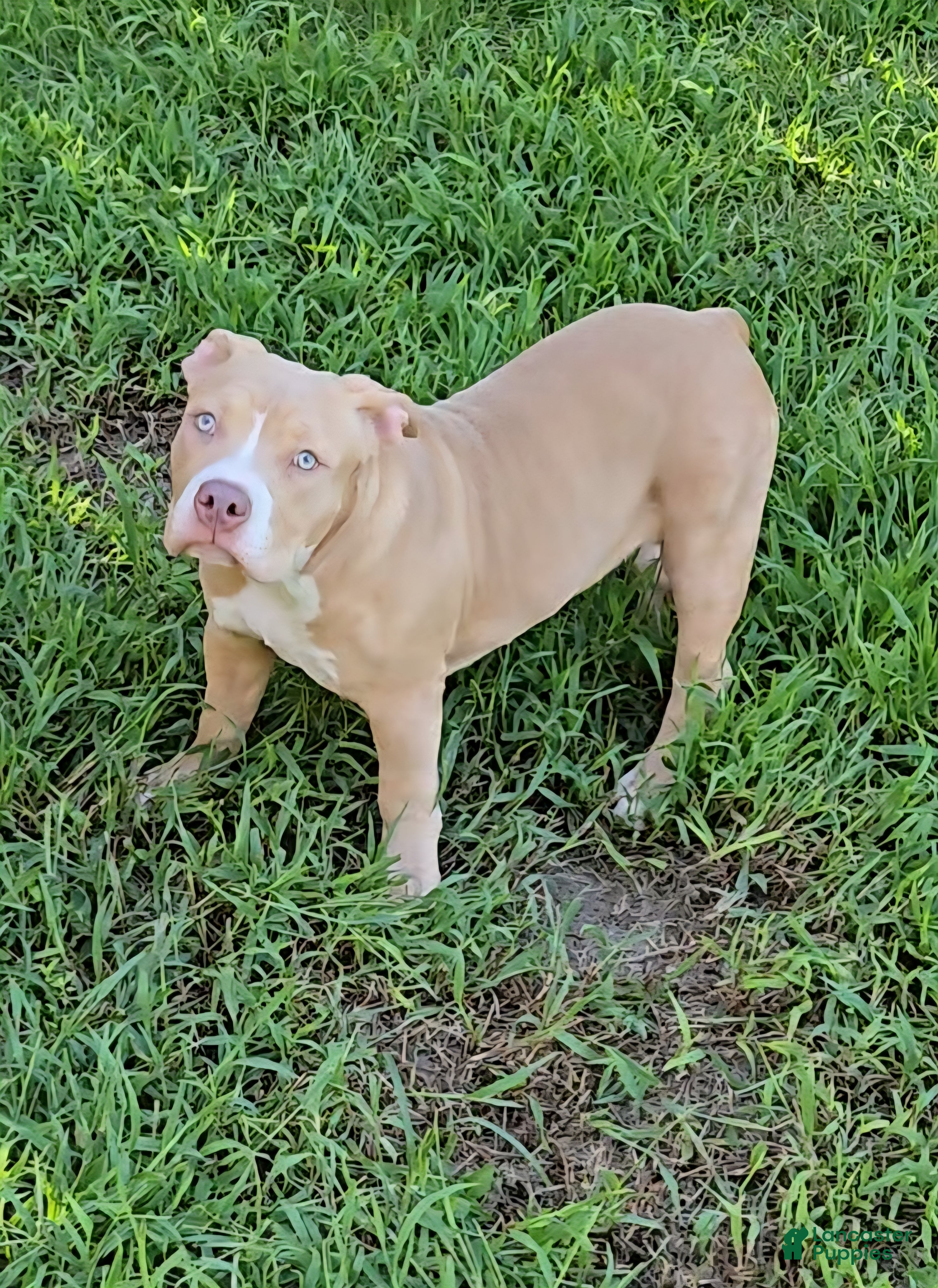 American Bully dogs Dot - Ad 1