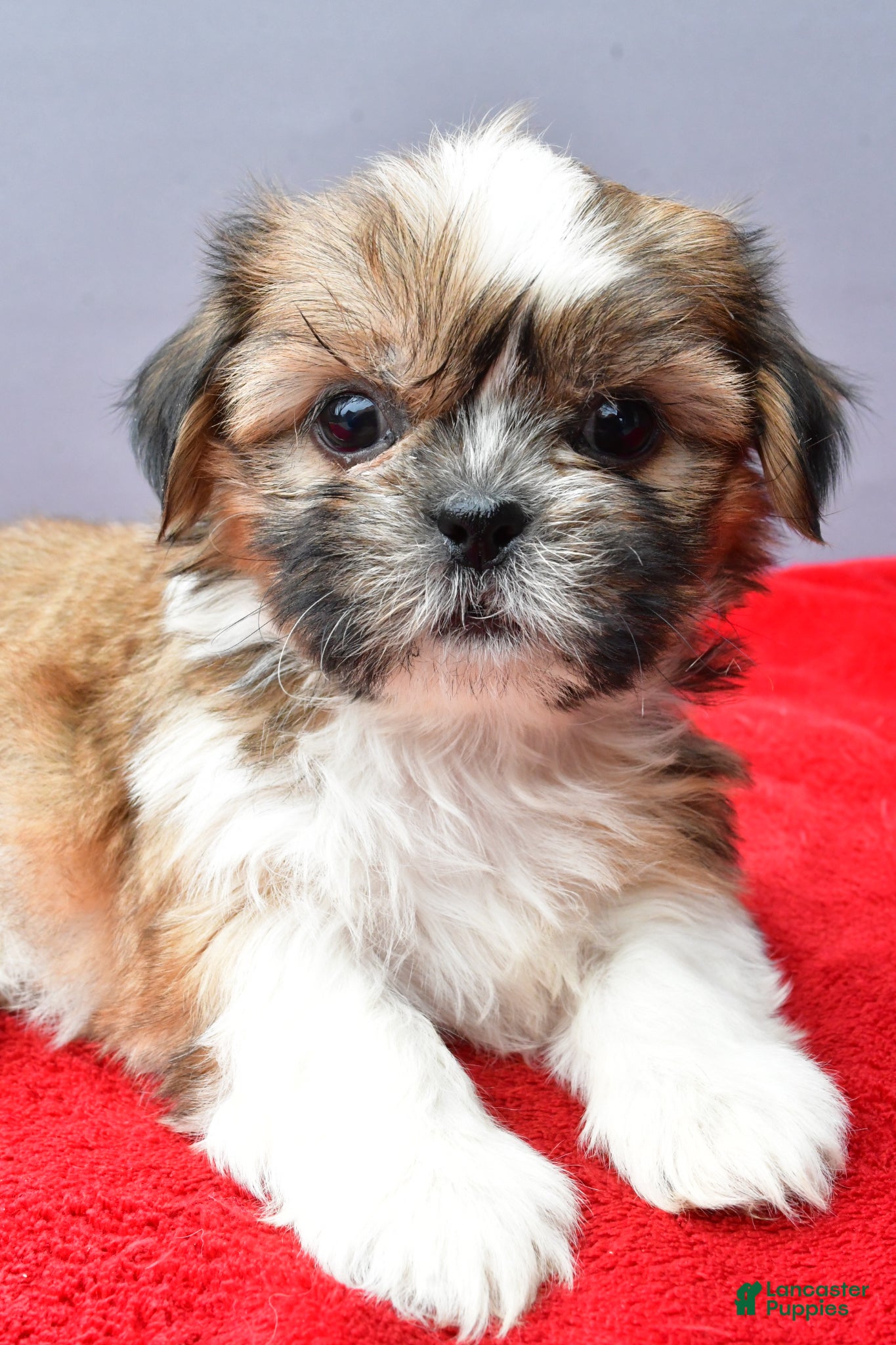 Shih Tzu dogs Sara - Ad 1