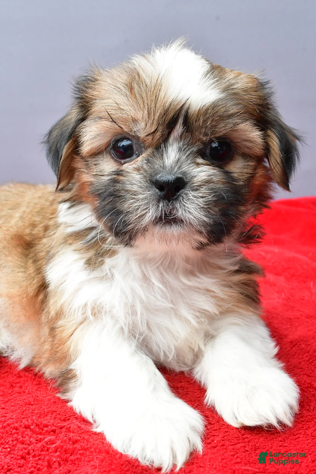 Shih Tzu dogs for sale: Sara - Ad 1