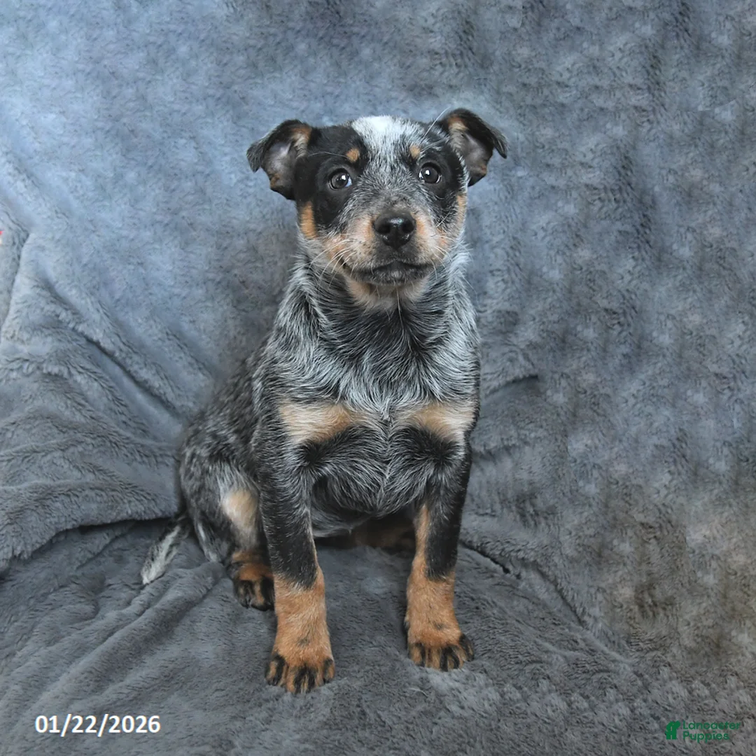 Australian Cattle Dog dogs for sale: Jade - Ad 2