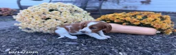 Welsh Springer Spaniel dogs for sale: Lori - Ad 8