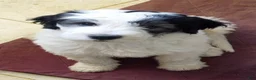 Sheepadoodle dogs for sale: Blessing!! - Ad 8