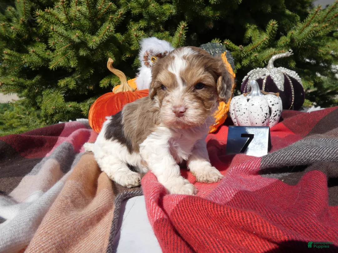 Cavapoo dogs for sale: Cavapoo 7 Carmel - Ad 1
