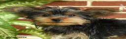 Yorkshire Terrier dogs for sale: Nutella - Ad 3