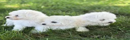Bichon Frise dogs for sale: Jemima - Ad 18