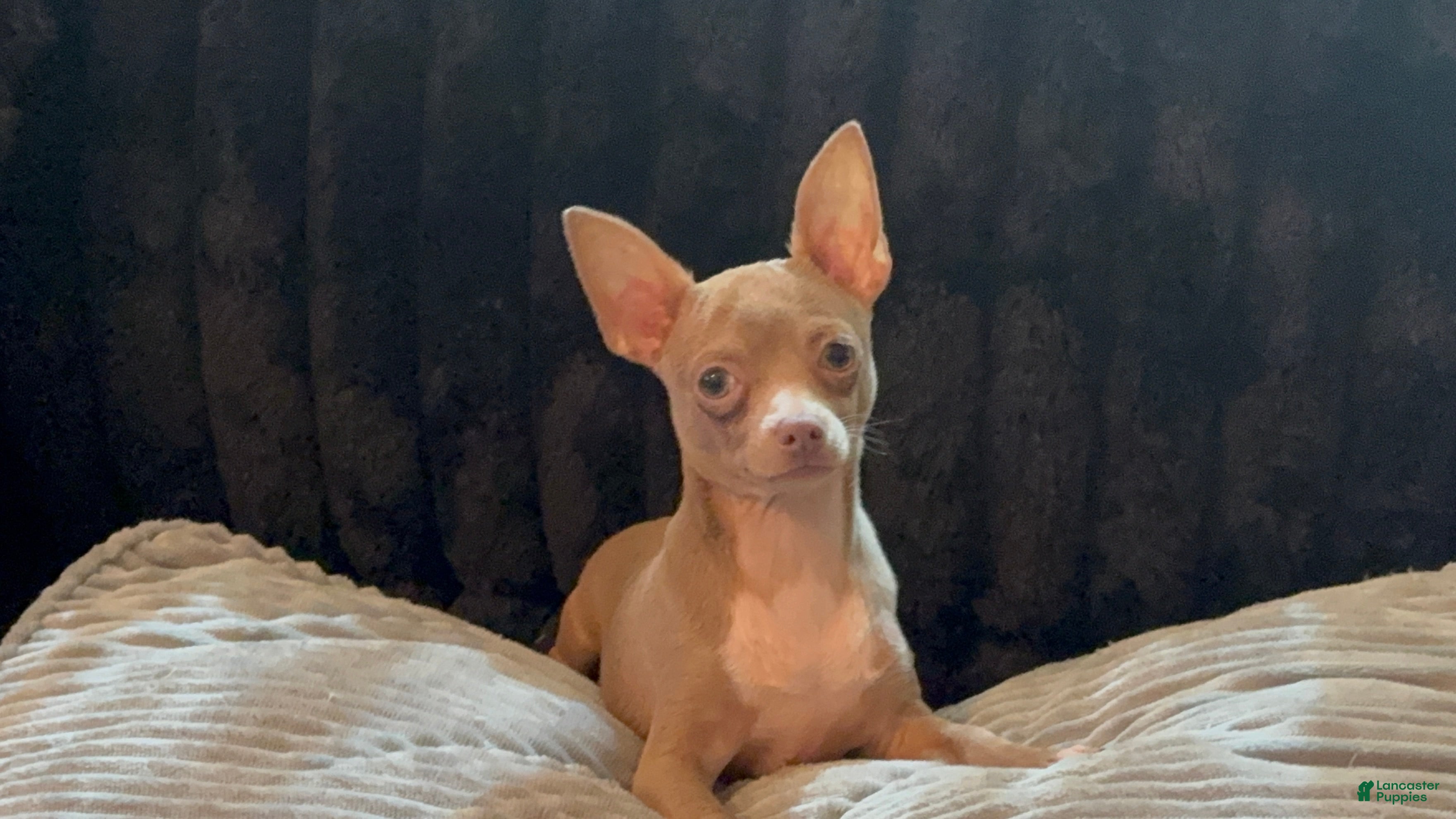 Chihuahua dogs for sale: Mr hazel  - Ad 1