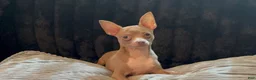 Chihuahua dogs for sale: Mr hazel  - Ad 1