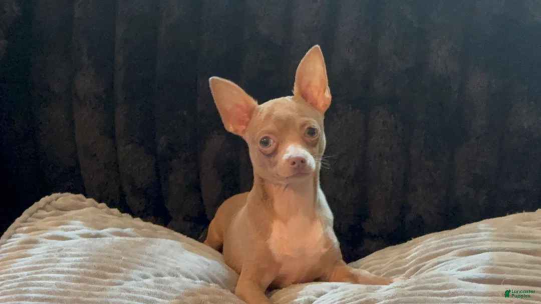 Chihuahua dogs for sale: Mr hazel  - Ad 1