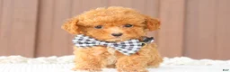 Toy Poodle dogs for sale: Maple - Ad 5