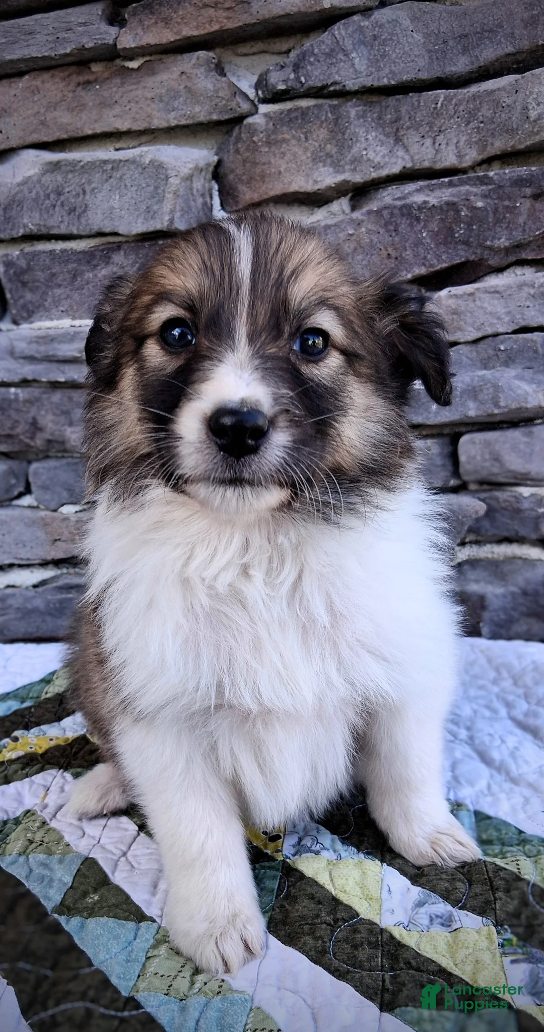 Scotch Collie dogs for sale: Honey - Ad 12